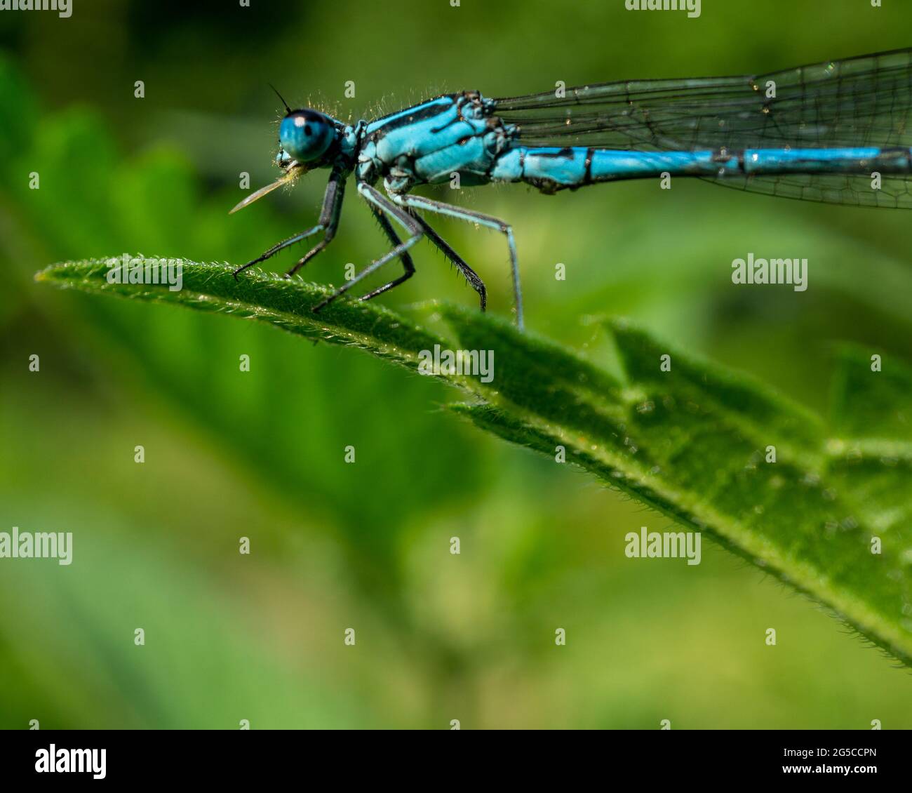 Macro shot of a blue dragonfly on a green leaf with a blurred ...