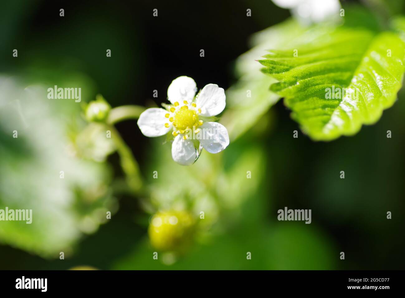Close-up shot of a beautiful, white flower of a forest-strawberry Stock ...