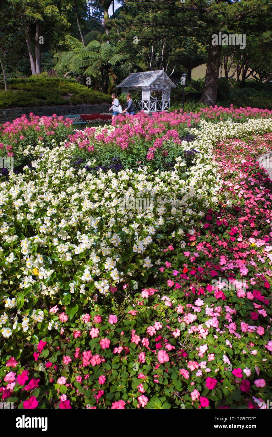 The Botanic Gardens, Wellington, North Island, New Zealand Stock Photo
