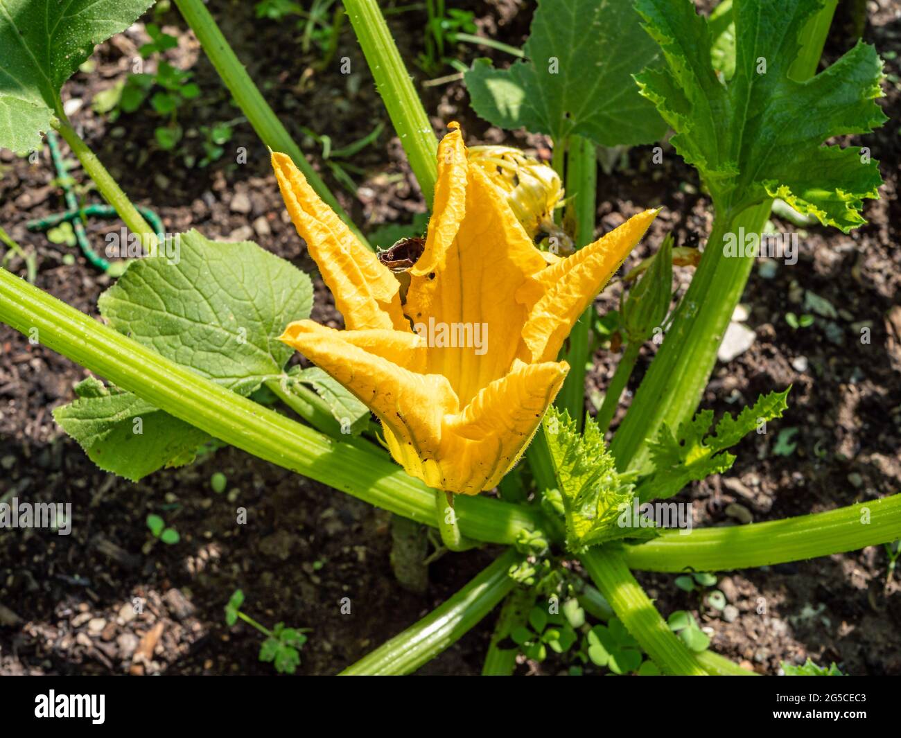 Zucchini with male flower hires stock photography and images Alamy