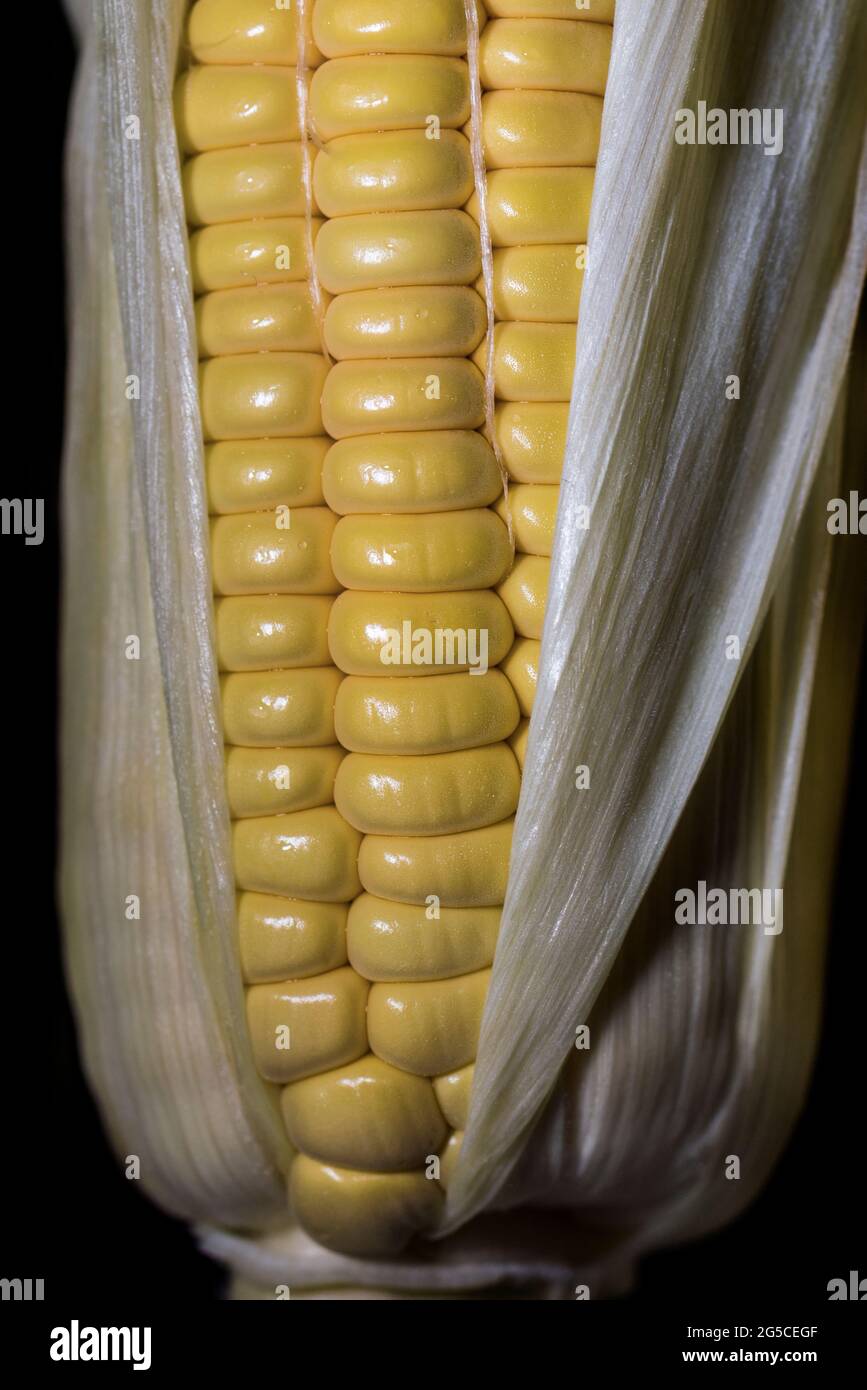 Cornhub hires stock photography and images Alamy