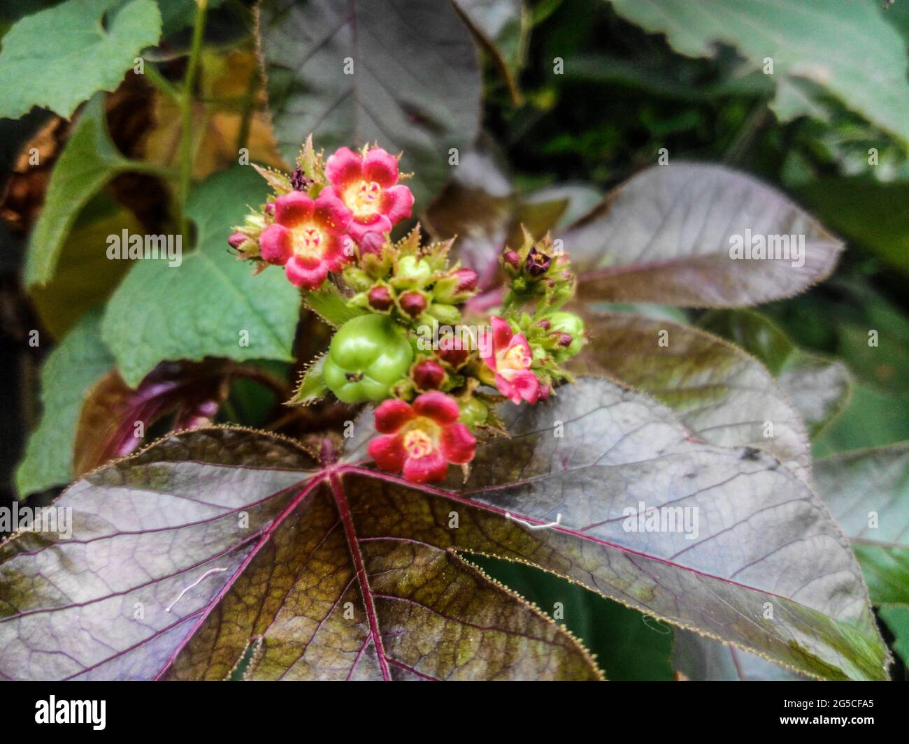 Flowers of a black physicnut plant growing in the garden Stock Photo
