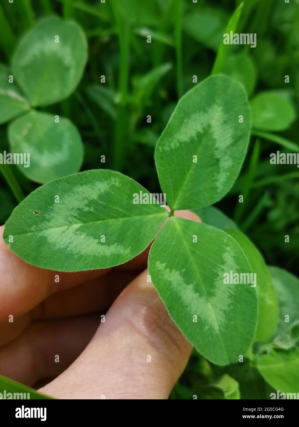 Vertical closeup shot of a hand holding a three leaved clover Stock Photo
