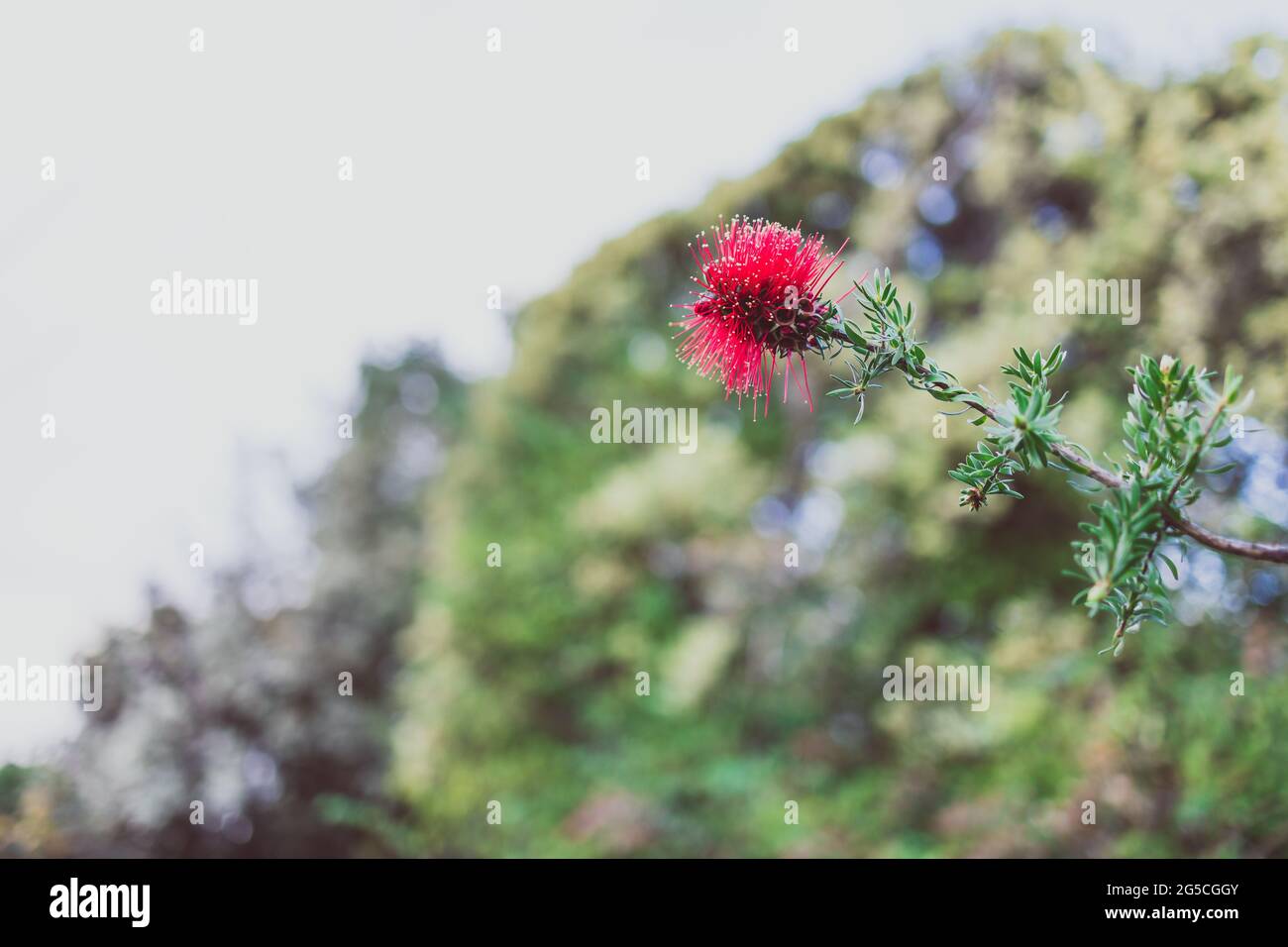native Australian kunzea plant with red flower outdoor in sunny backyard shot at shallow depth of field Stock Photo