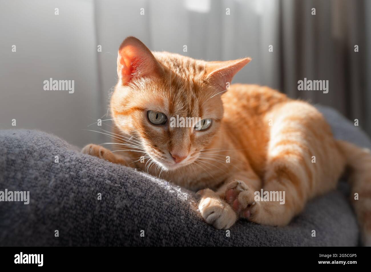 brown tabby cat with green eyes lying on the sofa Stock Photo - Alamy