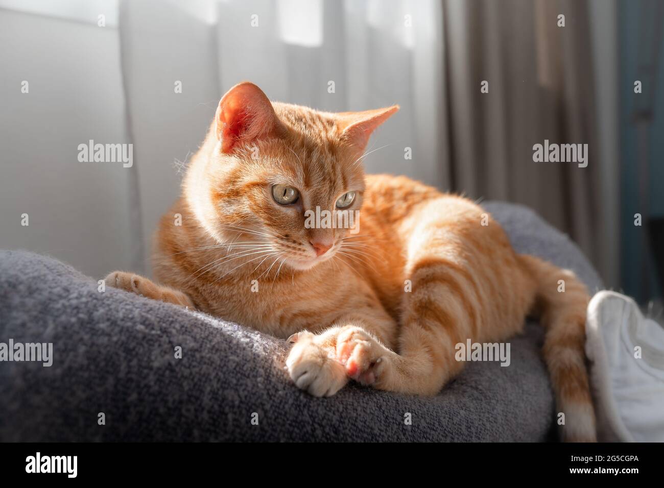brown tabby cat with green eyes lying on the sofa Stock Photo - Alamy