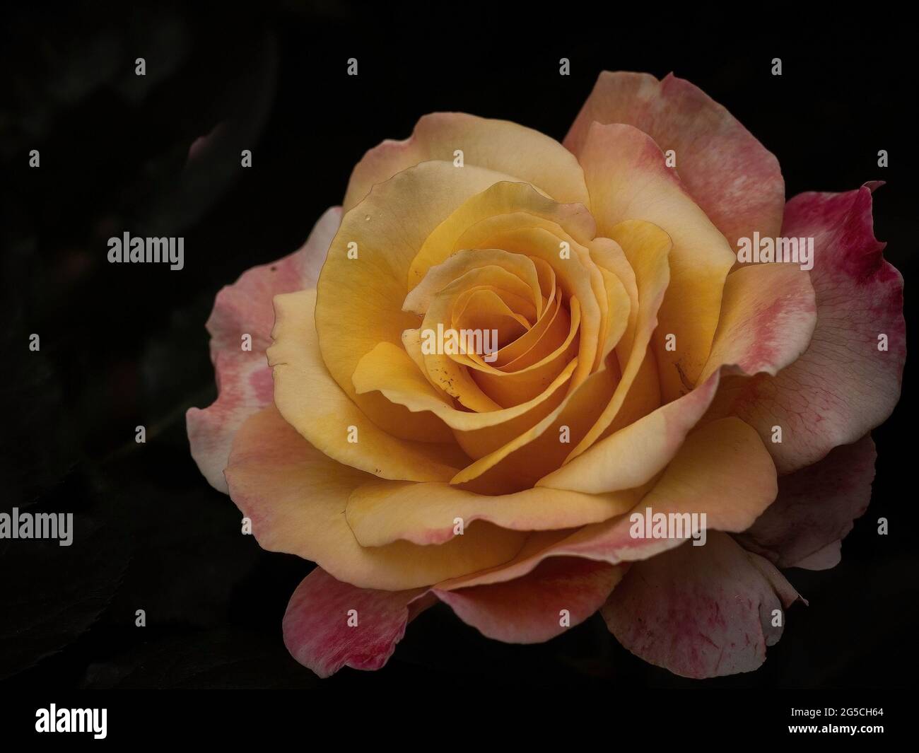 yellow and pink rose on black background Stock Photo
