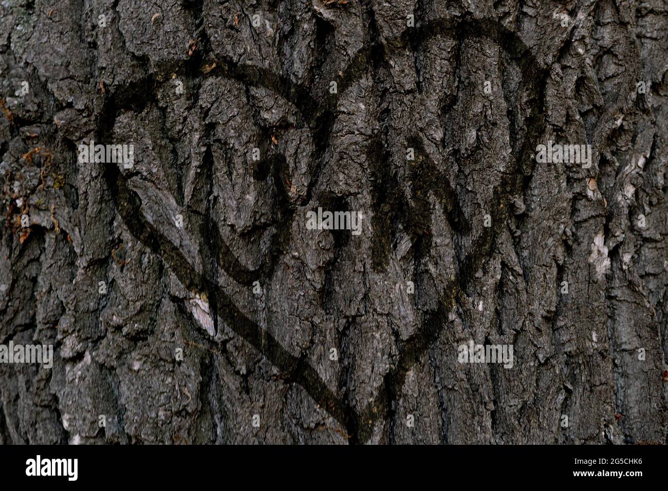 the names of peopel who love each other in the shape of heart carved on the tree Stock Photo