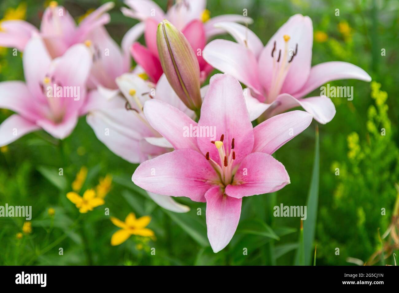 a cluster of pink lilies in the front garden Stock Photo