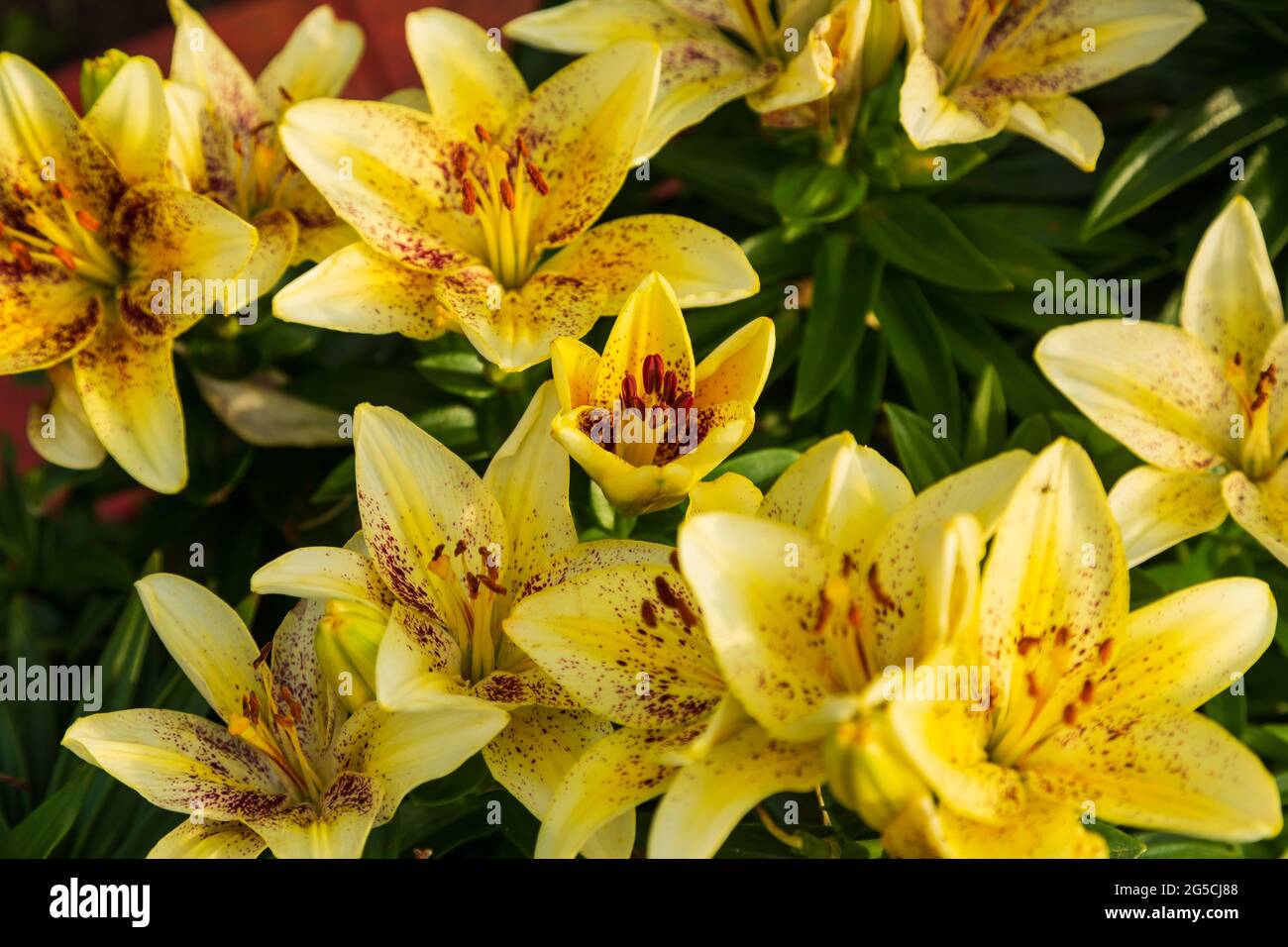 a cluster of a light yellow lilies with red spots Stock Photo