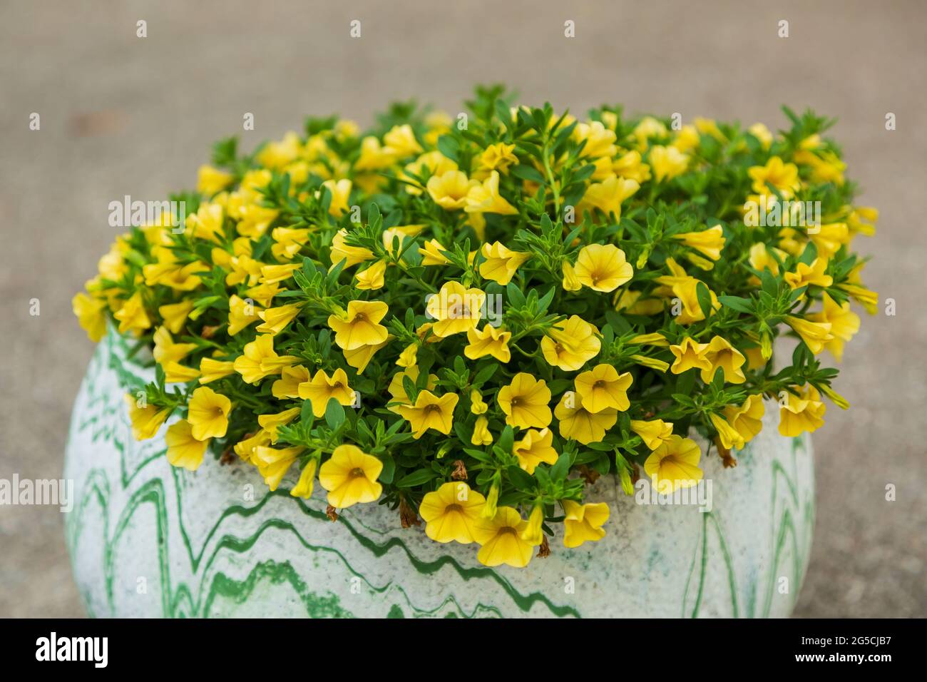 a low angle view of a flower pot full of yellow million bells flowers Stock Photo