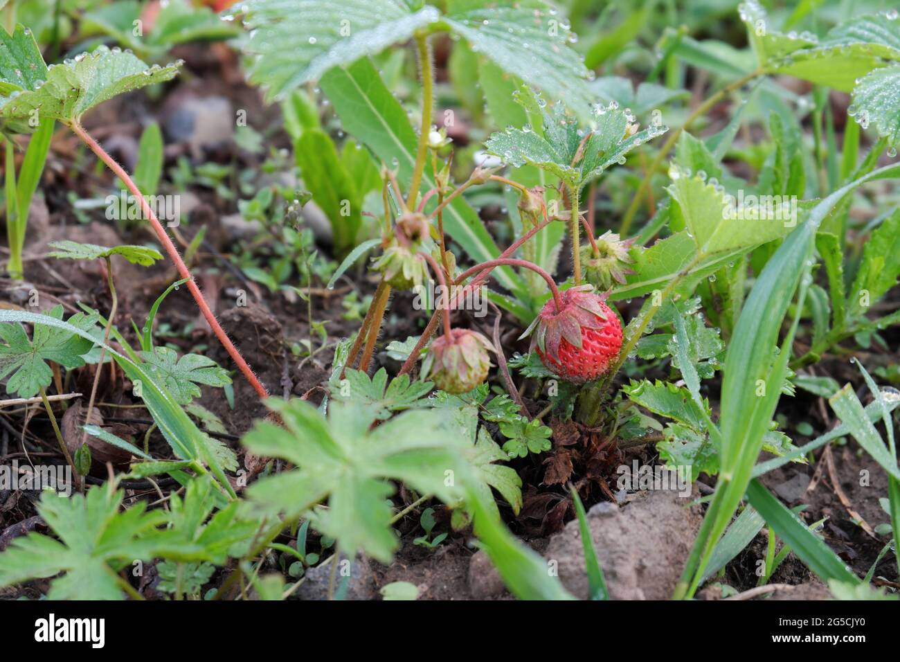 A bush of ripening unripe strawberries with dew drops on the leaves. Selective focus. Stock Photo