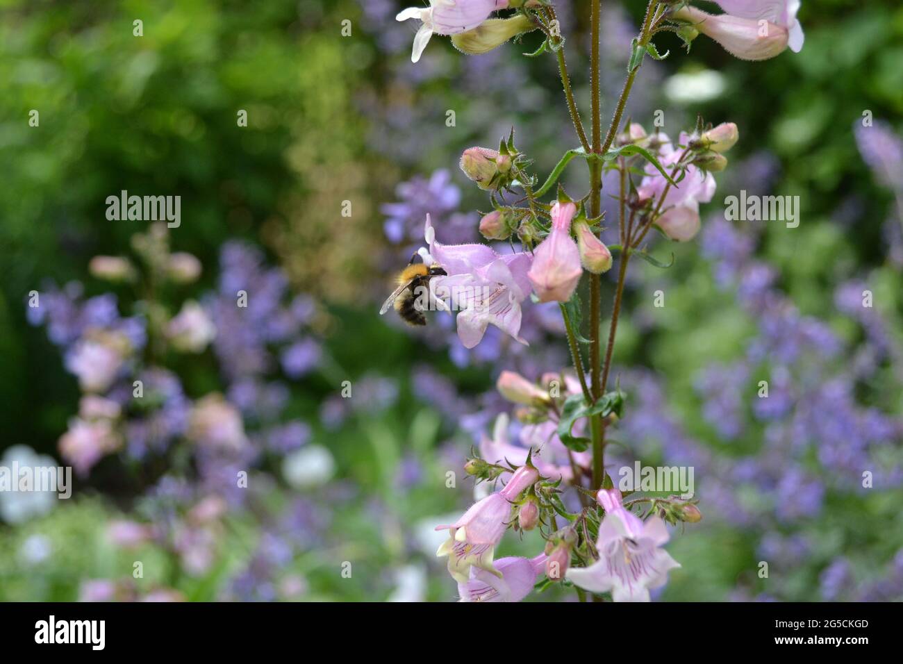 Penstemon digitalis 'Husker Red', penstemon 'Husker Red', in an English garden, visited by a bee. Stock Photo