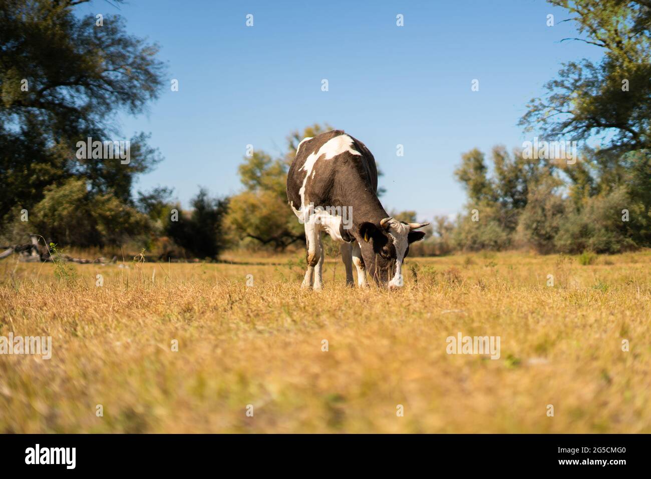 a happy funny single cow standing in the field, nature scenery, summer ...