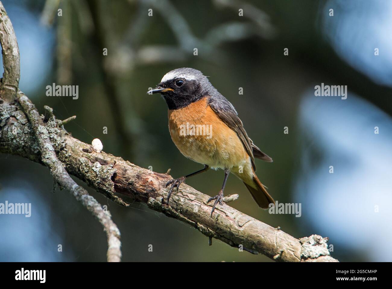 The male redstart (Phoenicurus phoenicurus) perching on a pine twig with a defocused background Stock Photo