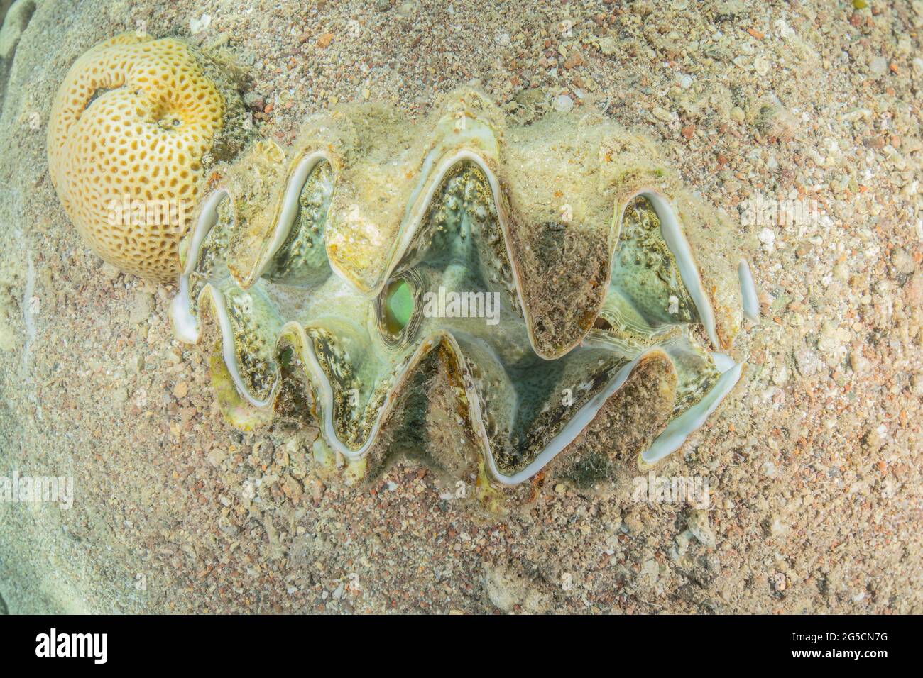 Giant Clam in the Red Sea Colorful and beautiful, Eilat Israel Stock Photo