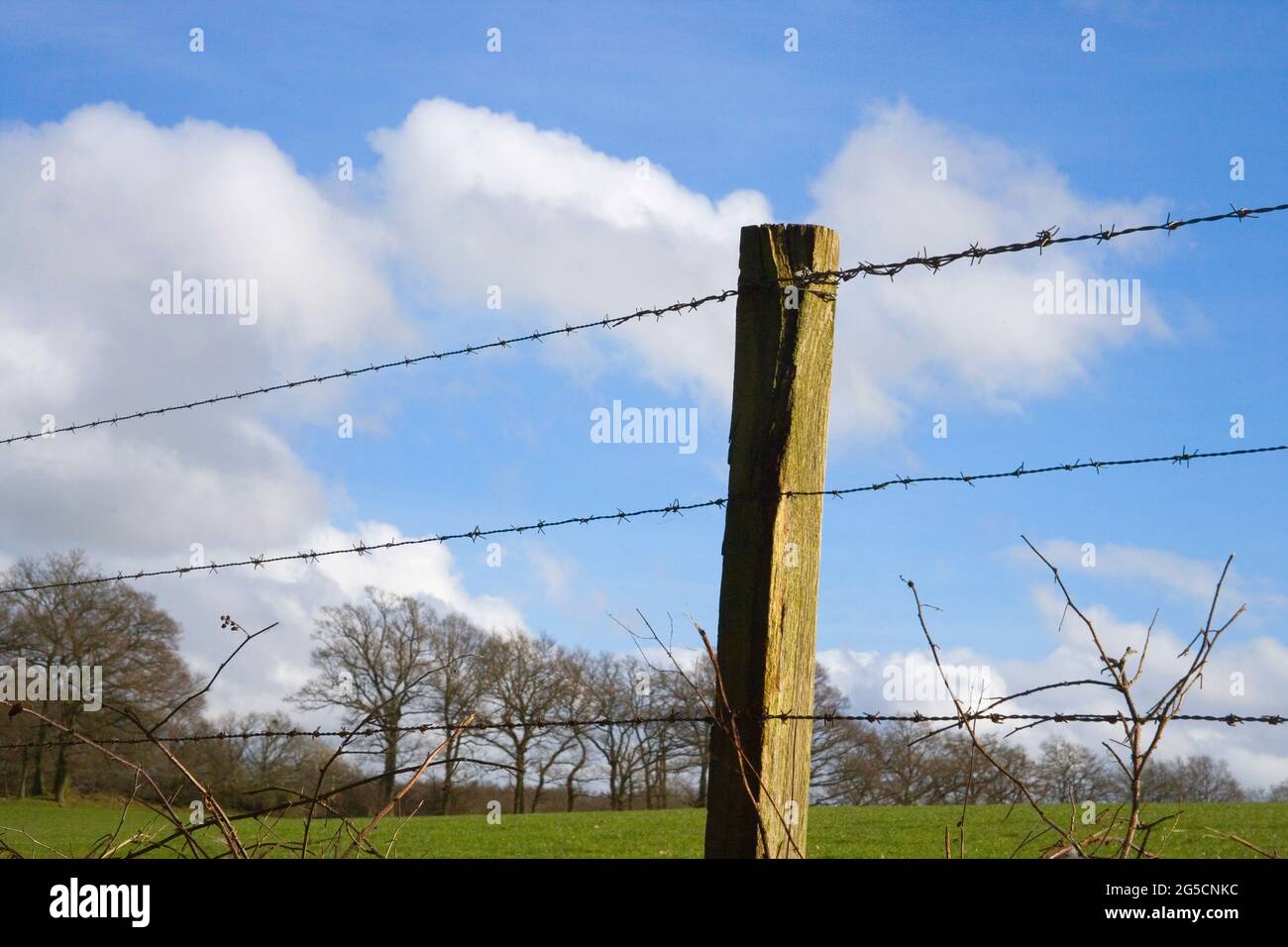 barbed wire fence at foyle farm east sussex Stock Photo