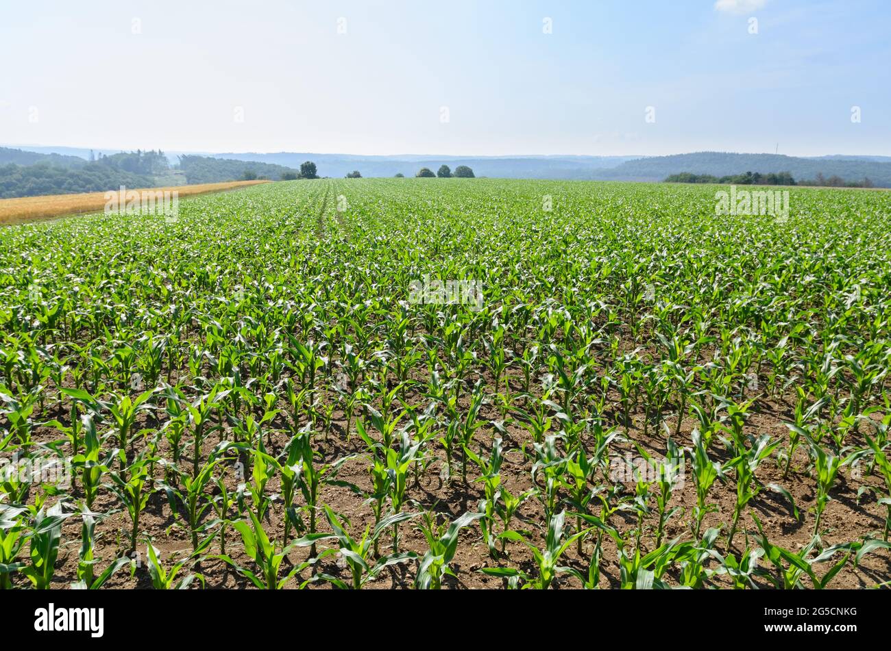 Young corn, maize plants (Zea mays) growing in an agricultural field in