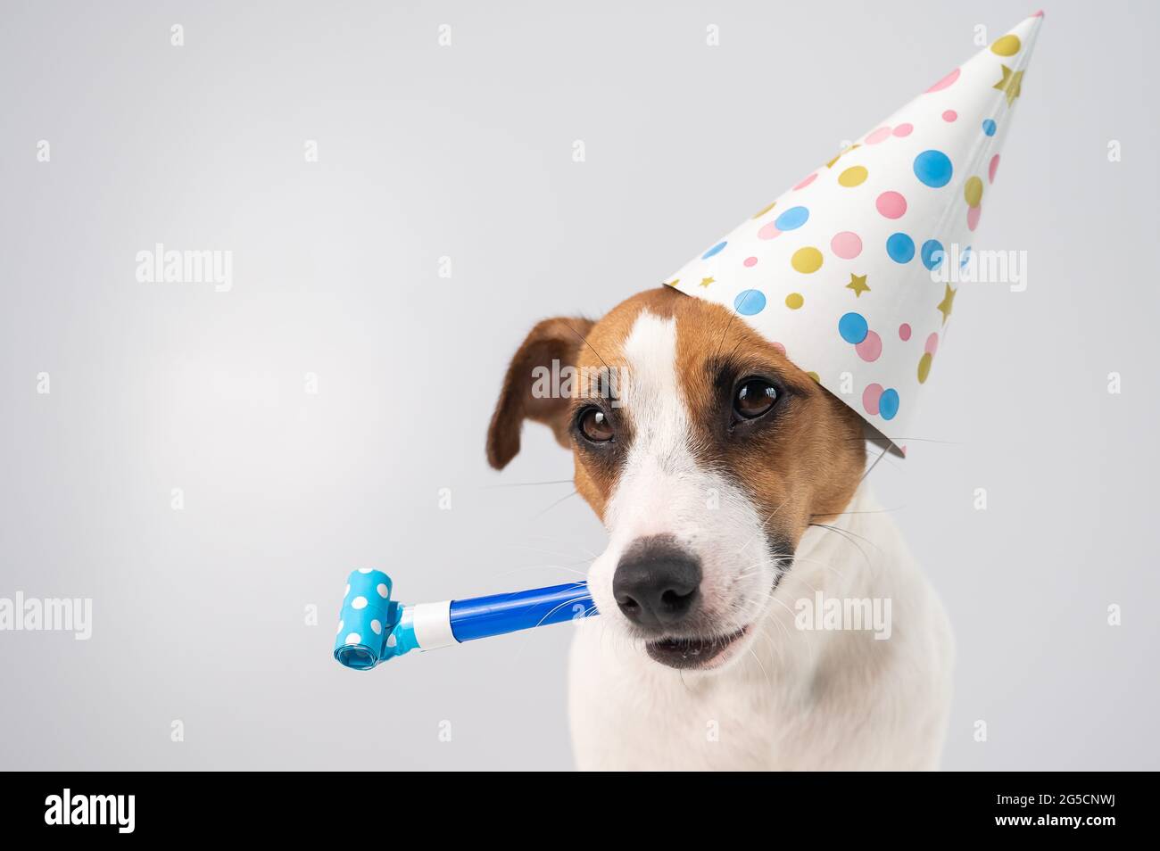 Funny Jack Russell Terrier dog wearing a birthday cap holding a whistle on  a white background Stock Photo - Alamy