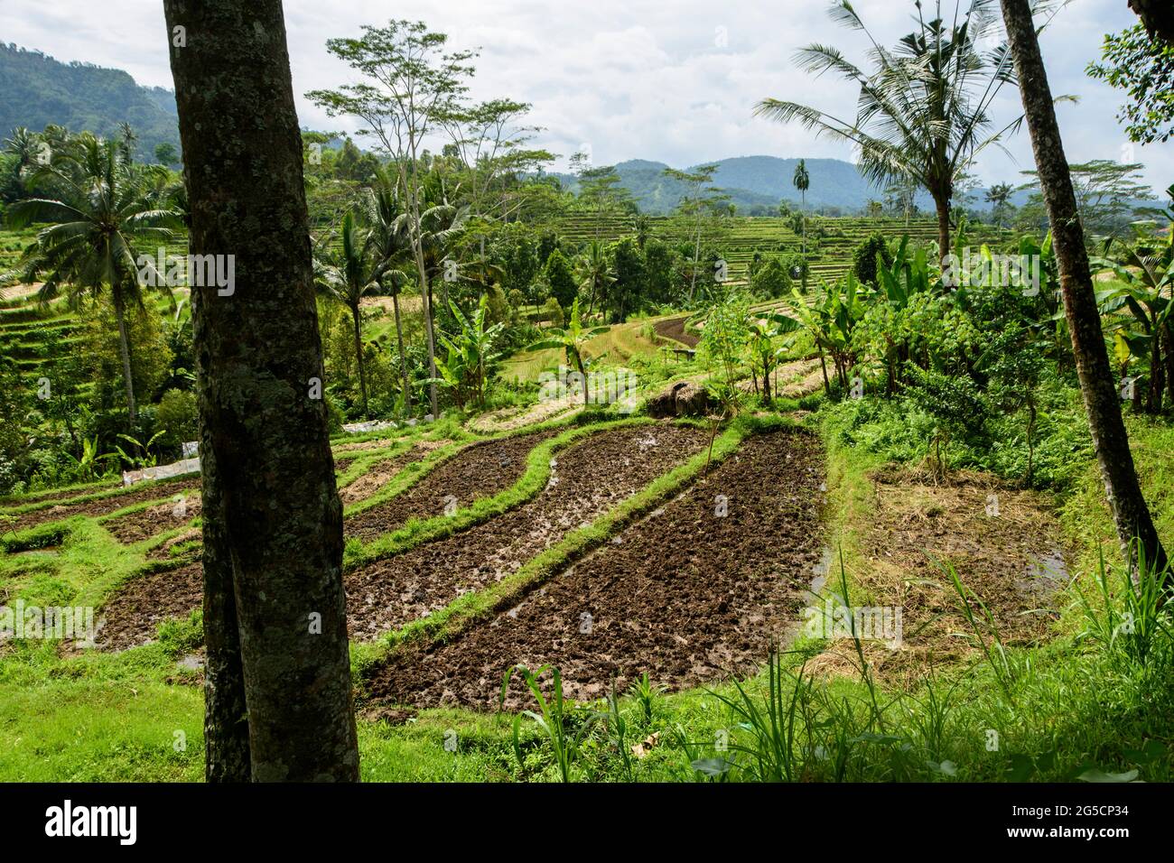 Terraces in preparation for new crops. Bali, Indonesia Stock Photo