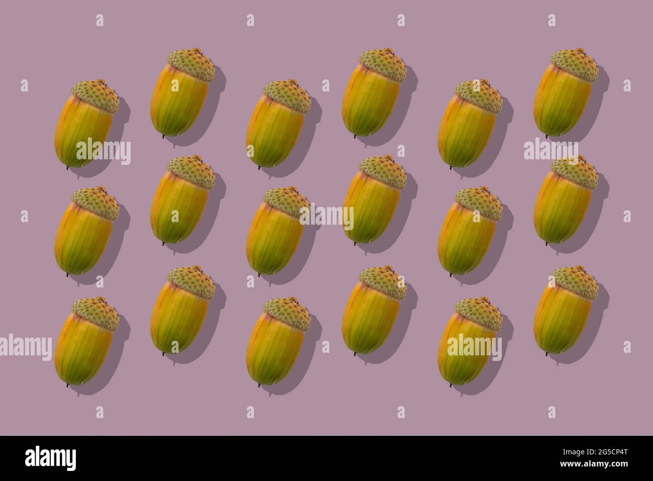 isolated acorn nut from the oak tree top view on a color background Stock Photo Alamy