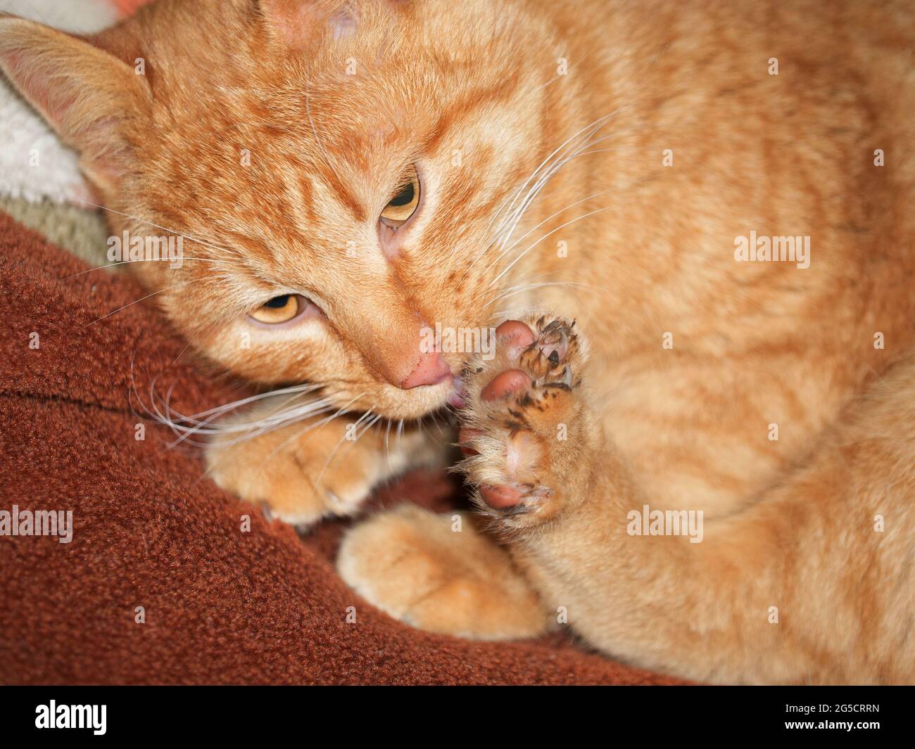 A ginger cat lies on a blanket and washes its dirty hind paw. Portrait of a ginger cat. Stock Photo