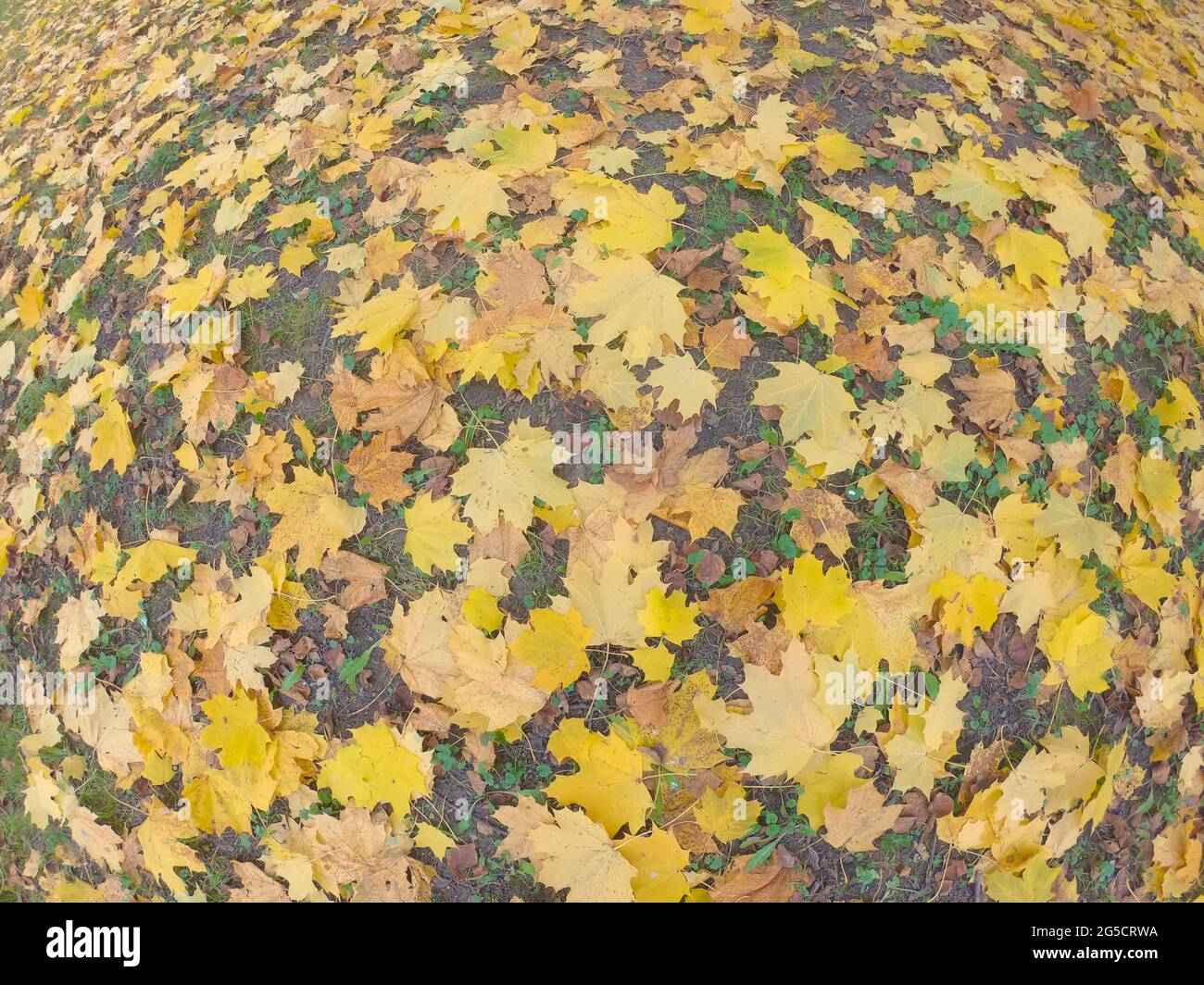 Yellow maple leaves on the ground. Fallen autumn foliage as background ...