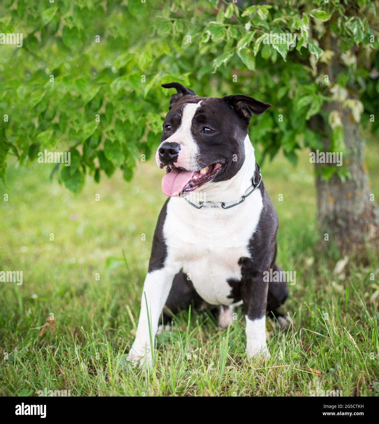 Black and white American Staffordshire Terrier Stock Photo