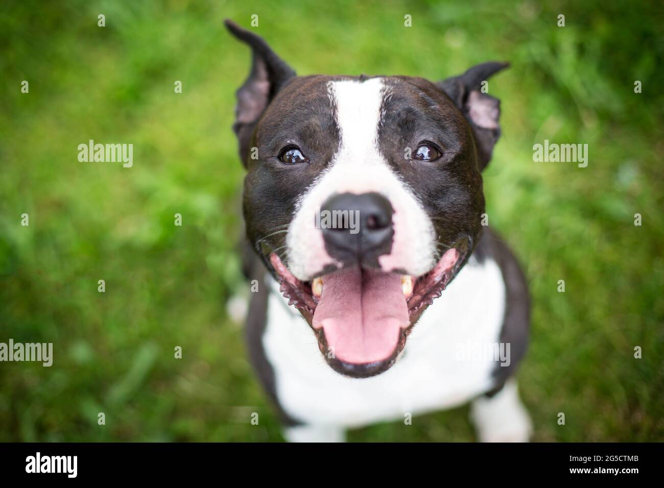 Black and white American Staffordshire Terrier Stock Photo