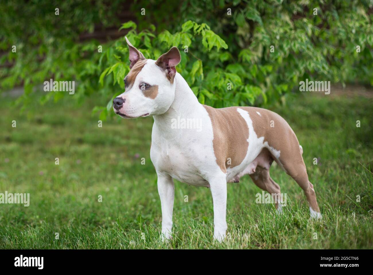 Blue fawn American Staffordshire Terrier Stock Photo