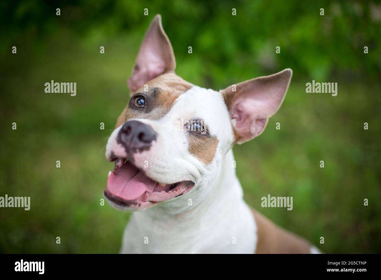 Blue fawn American Staffordshire Terrier Stock Photo