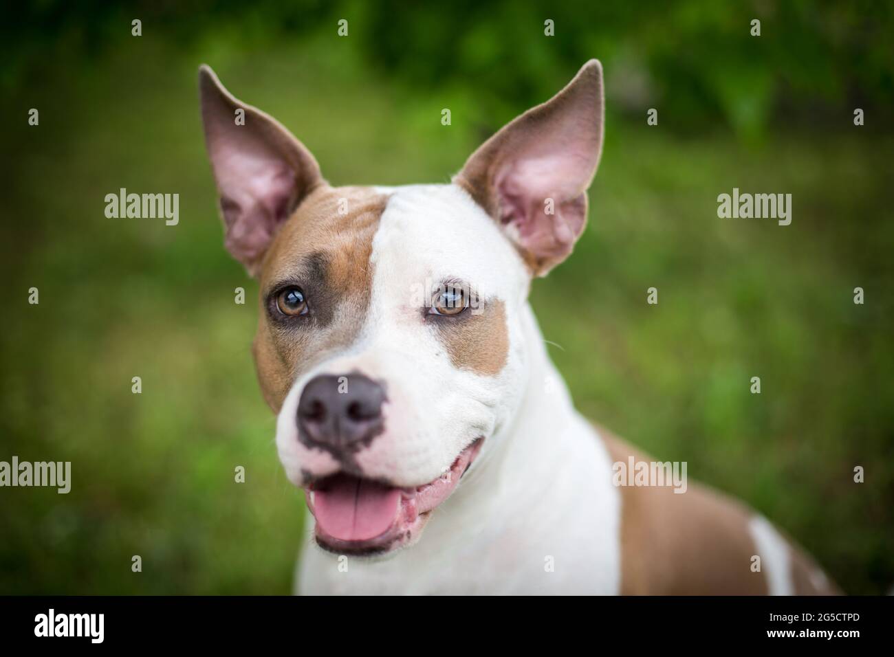 Blue fawn American Staffordshire Terrier Stock Photo