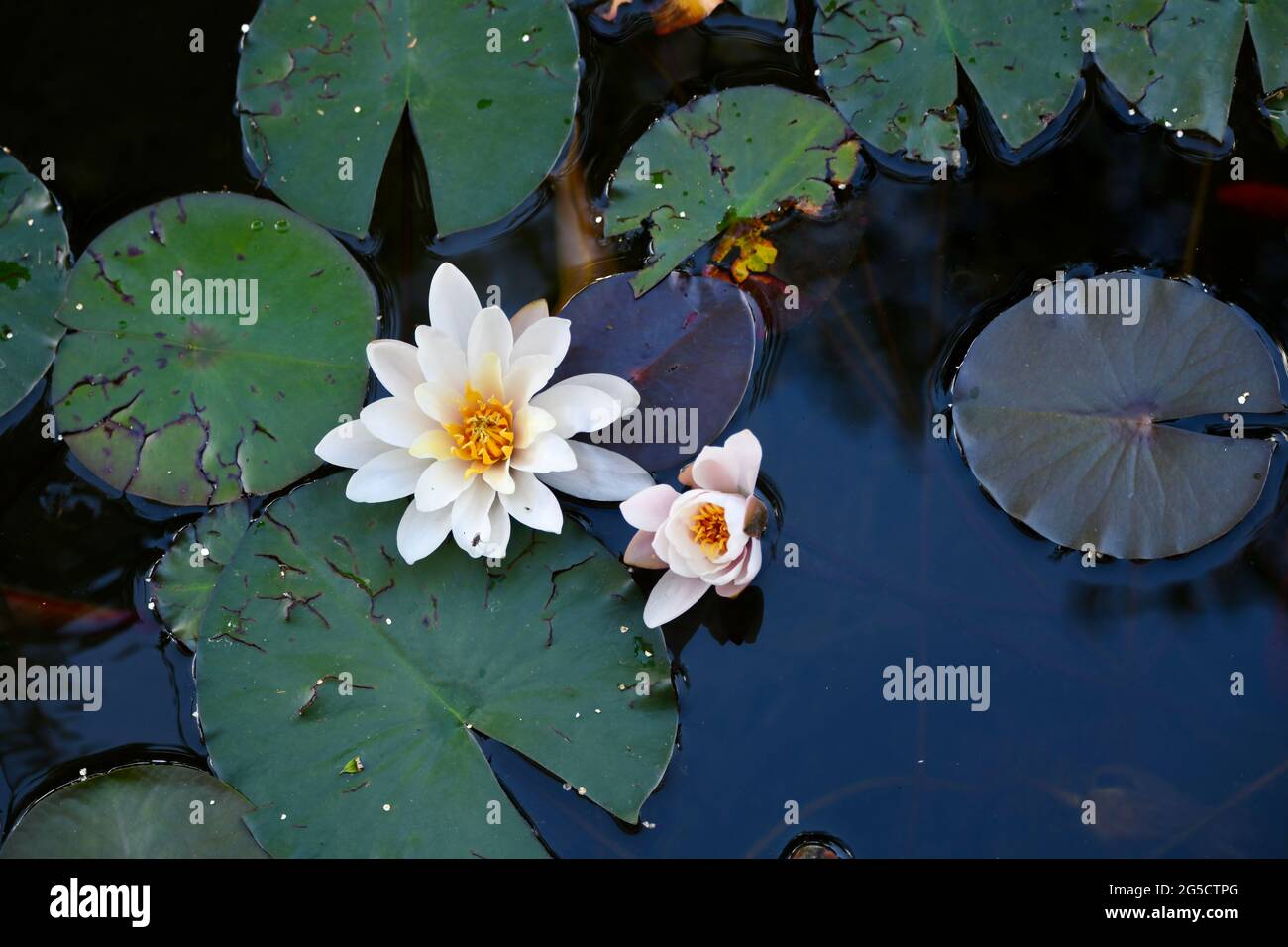 hollandia  -  wunderschöne gelbe Seerose im Teich Stock Photo