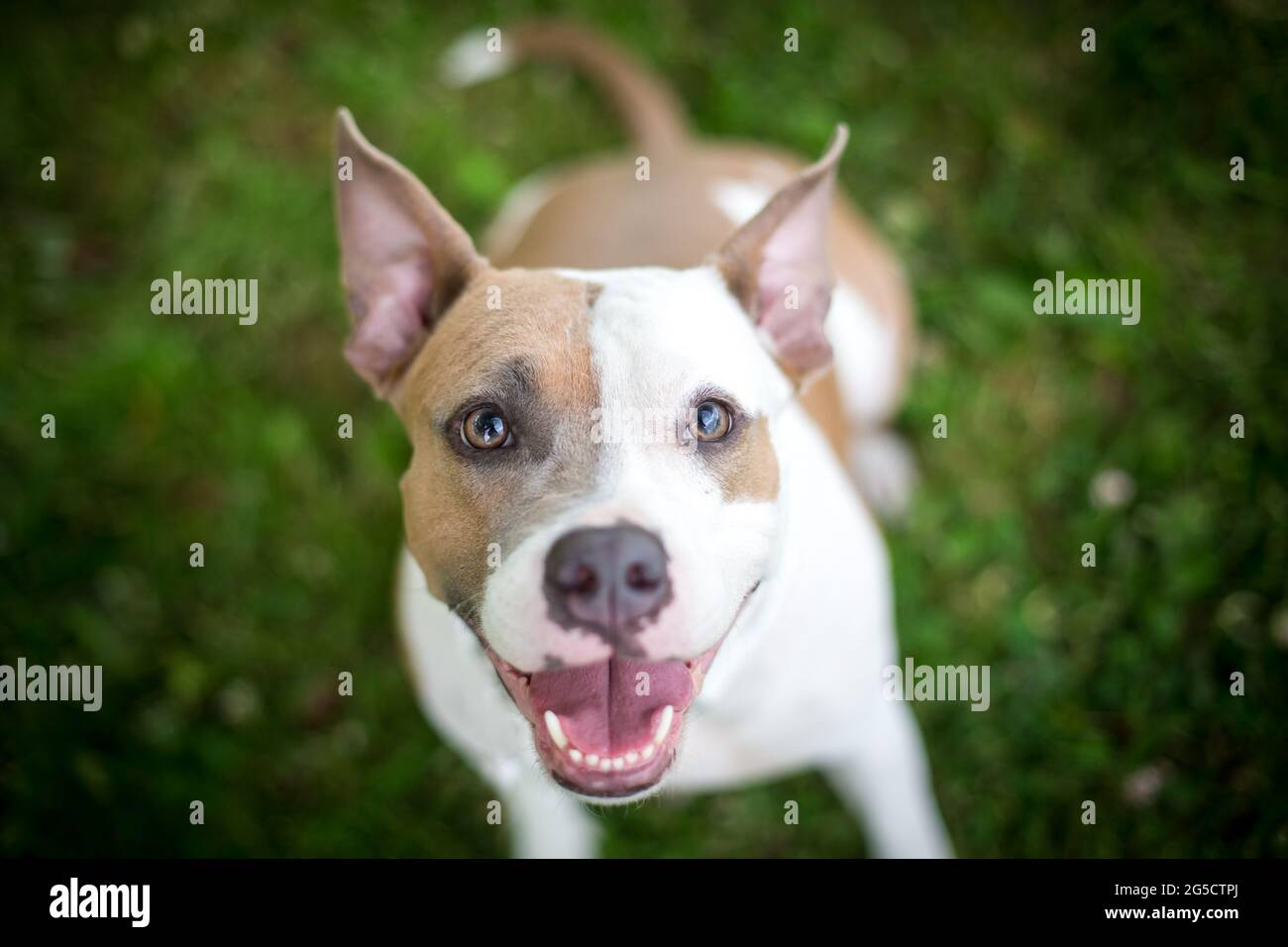 Blue fawn American Staffordshire Terrier Stock Photo