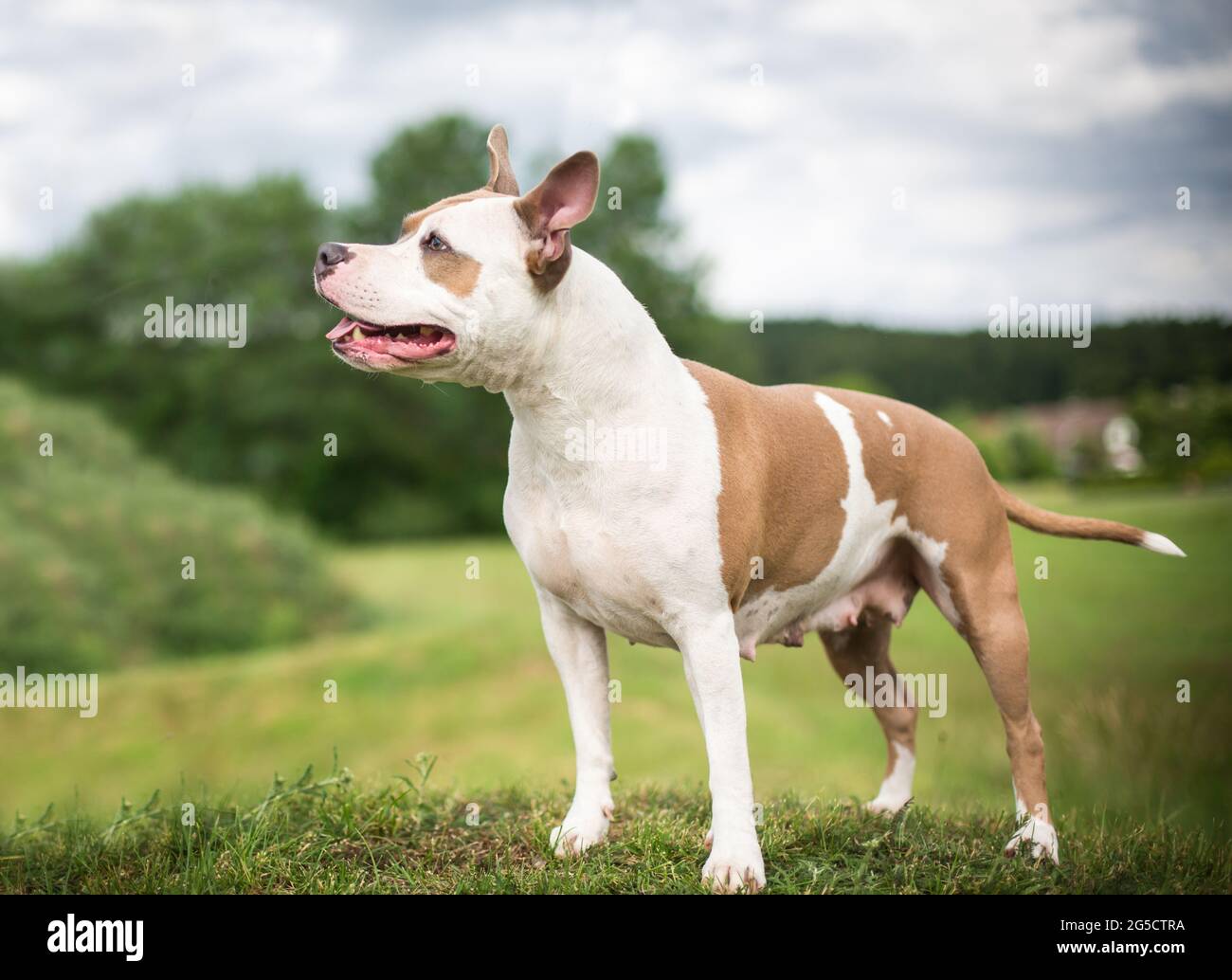 American staffordshire blue fawn hot sale