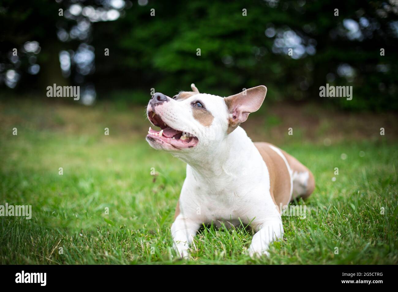 Blue fawn American Staffordshire Terrier Stock Photo - Alamy