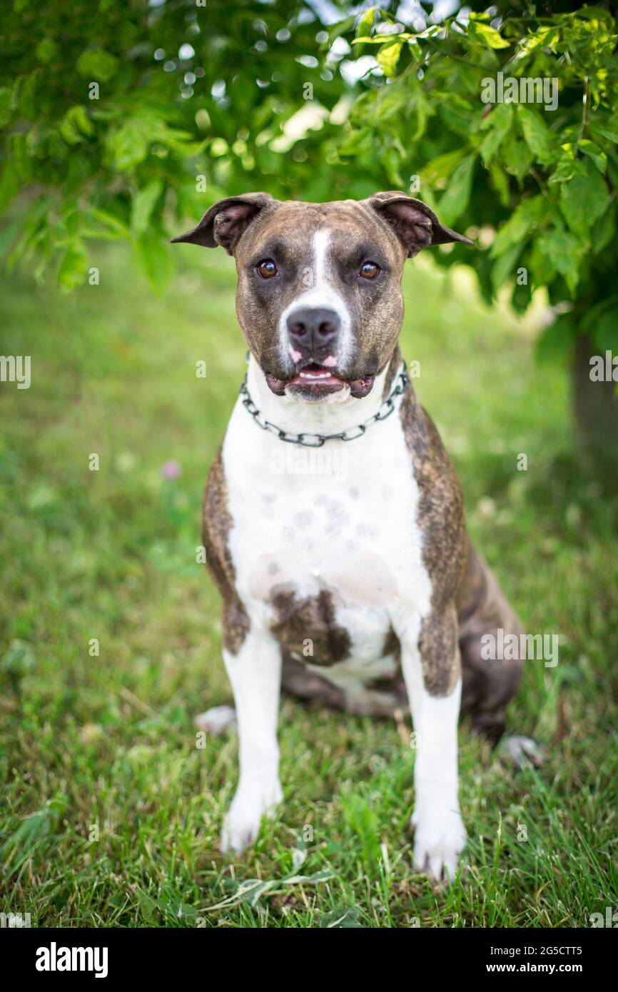 Brindle American Staffordshire Terrier Stock Photo
