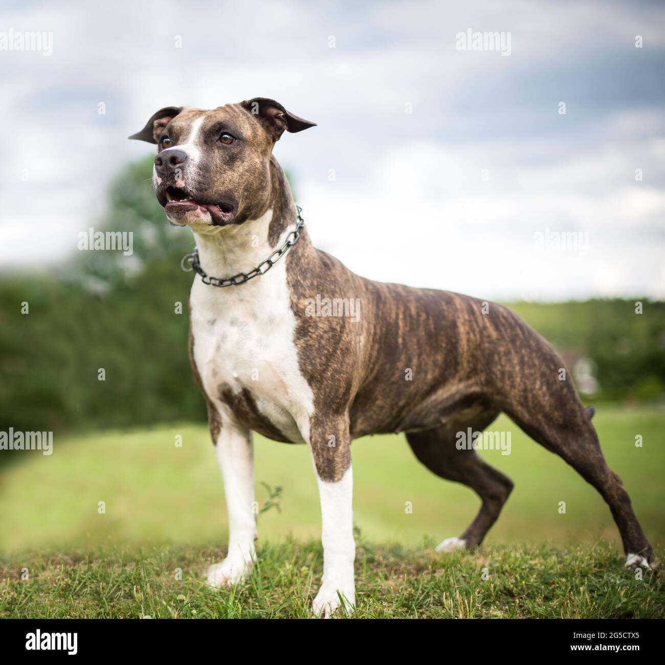Brindle American Staffordshire Terrier Stock Photo