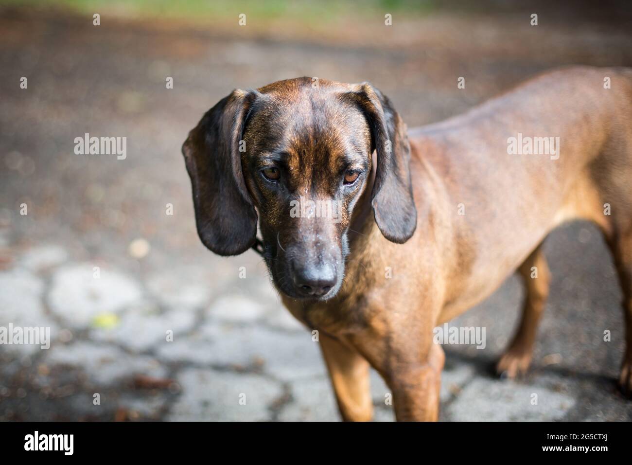 Bavarian Mountain Welding Dog Stock Photo Alamy