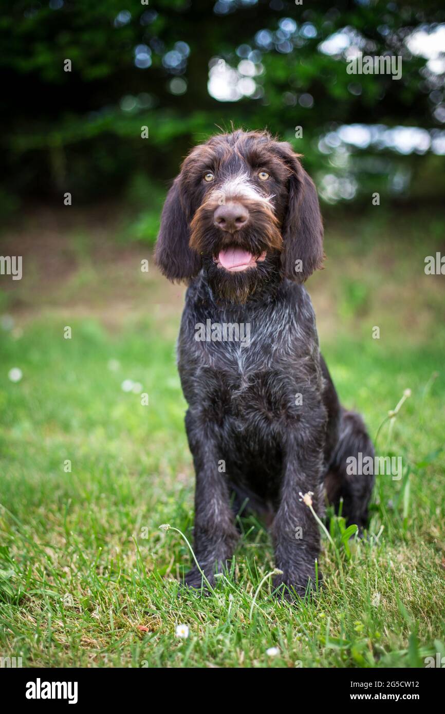 German Shorthaired Pointer puppy Stock Photo