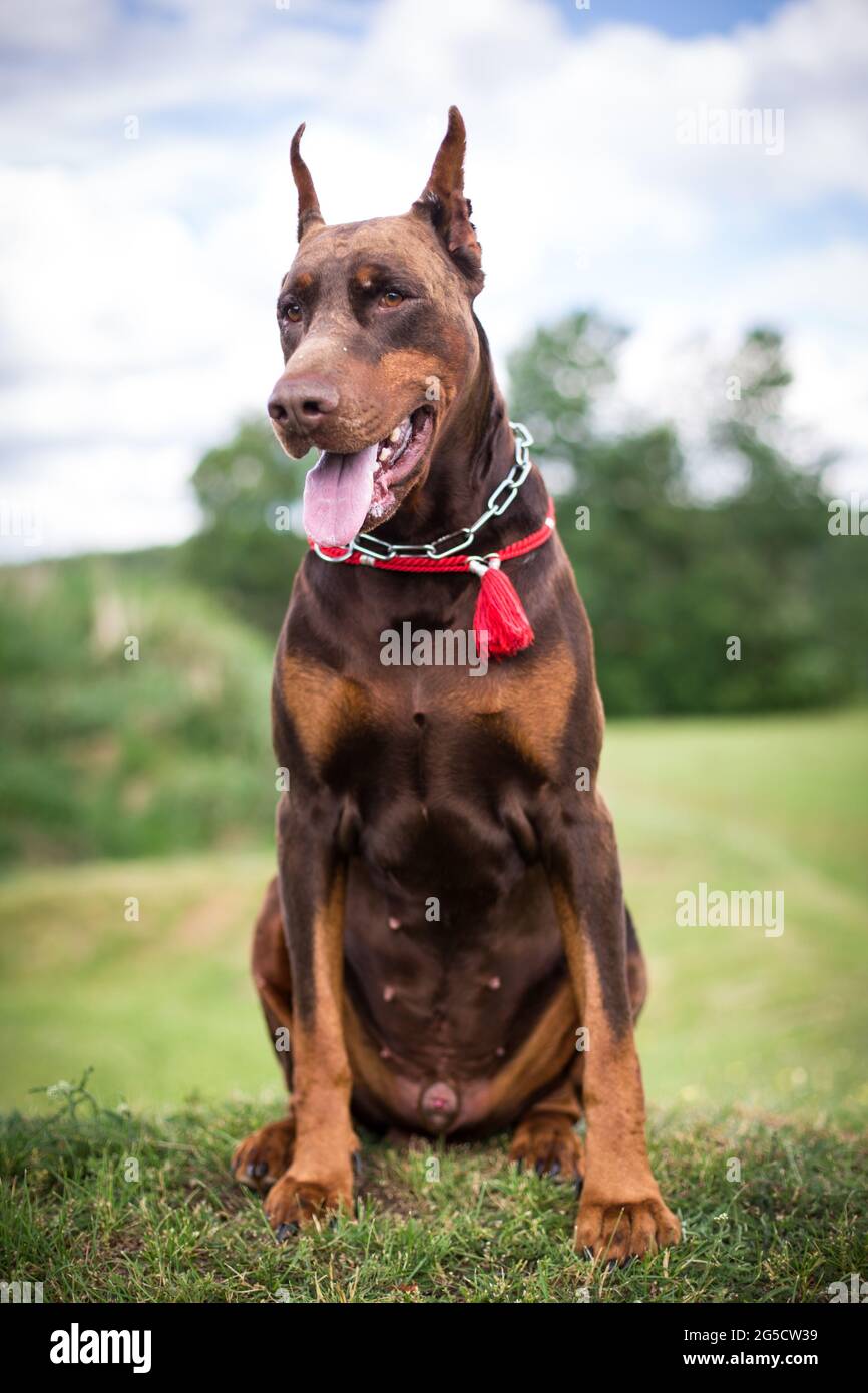 Red pinscher hi-res stock images - Alamy