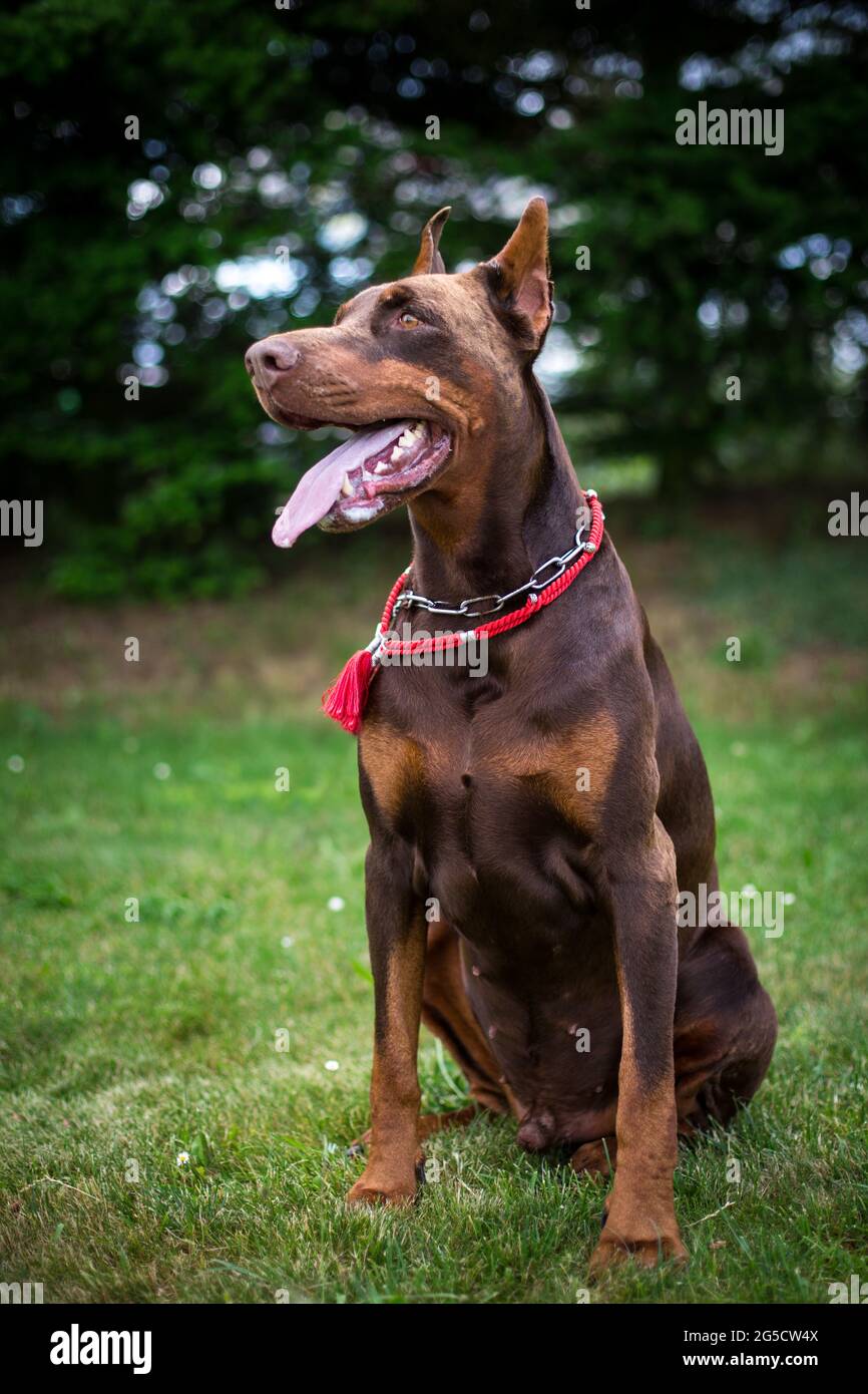 Cropped Doberman Pinscher Stock Photo