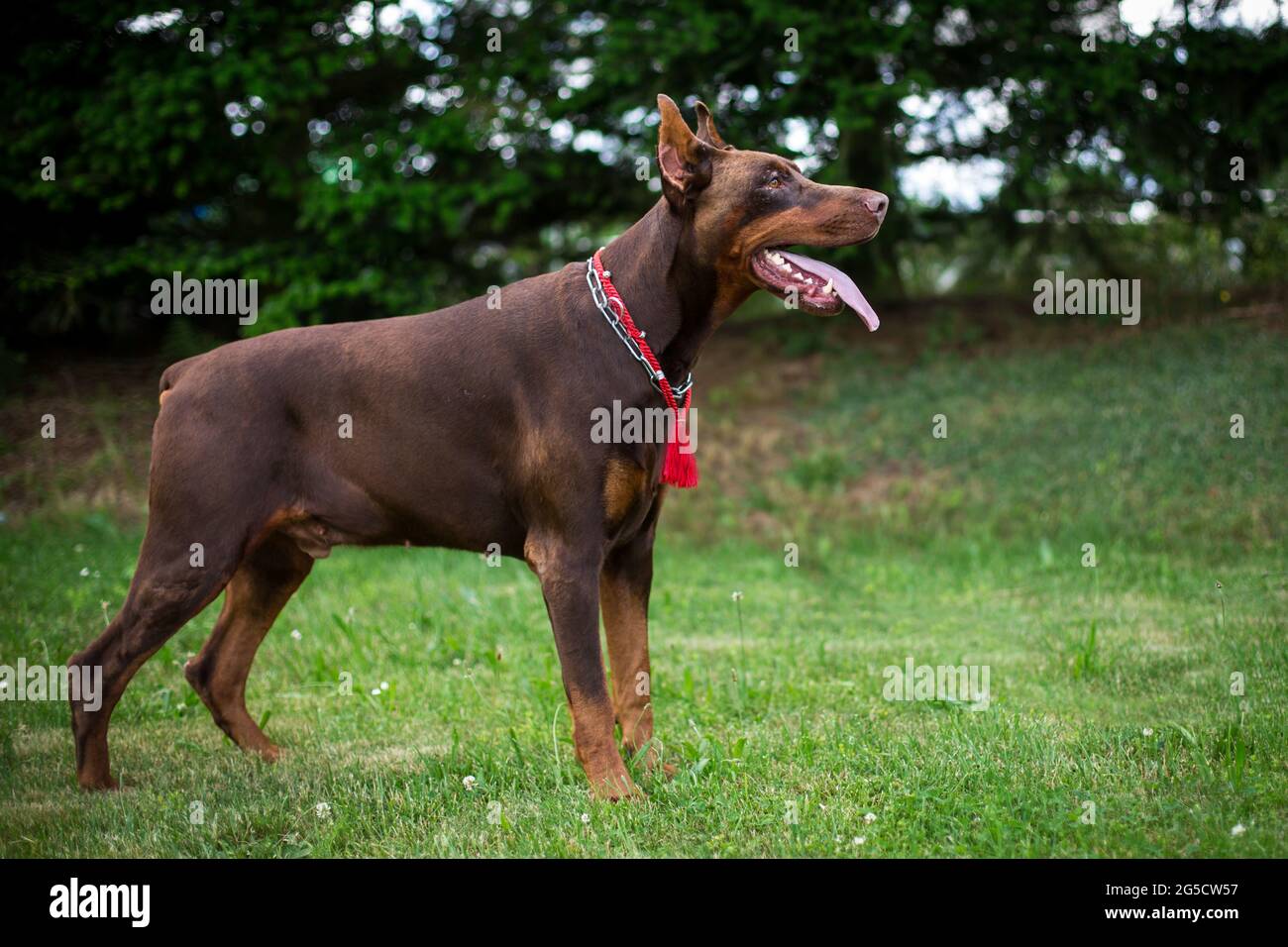 Cropped Doberman Pinscher Stock Photo