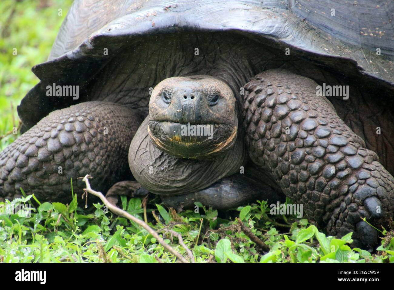 Giant tortoise, Galapagos Island, Ecuador, South America Stock Photo