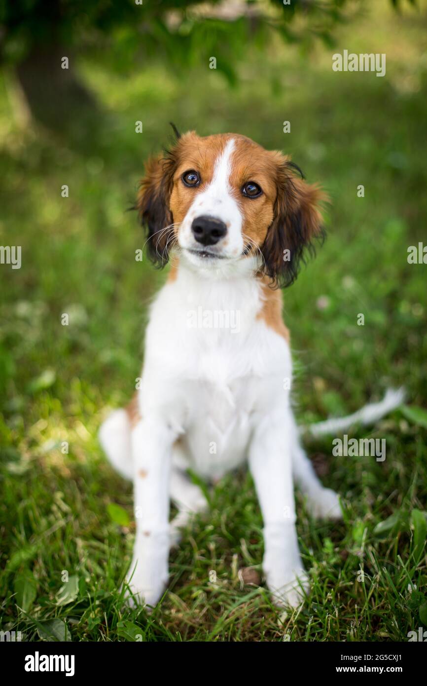 Nederlandse Kooikerhondje puppy Photo - Alamy