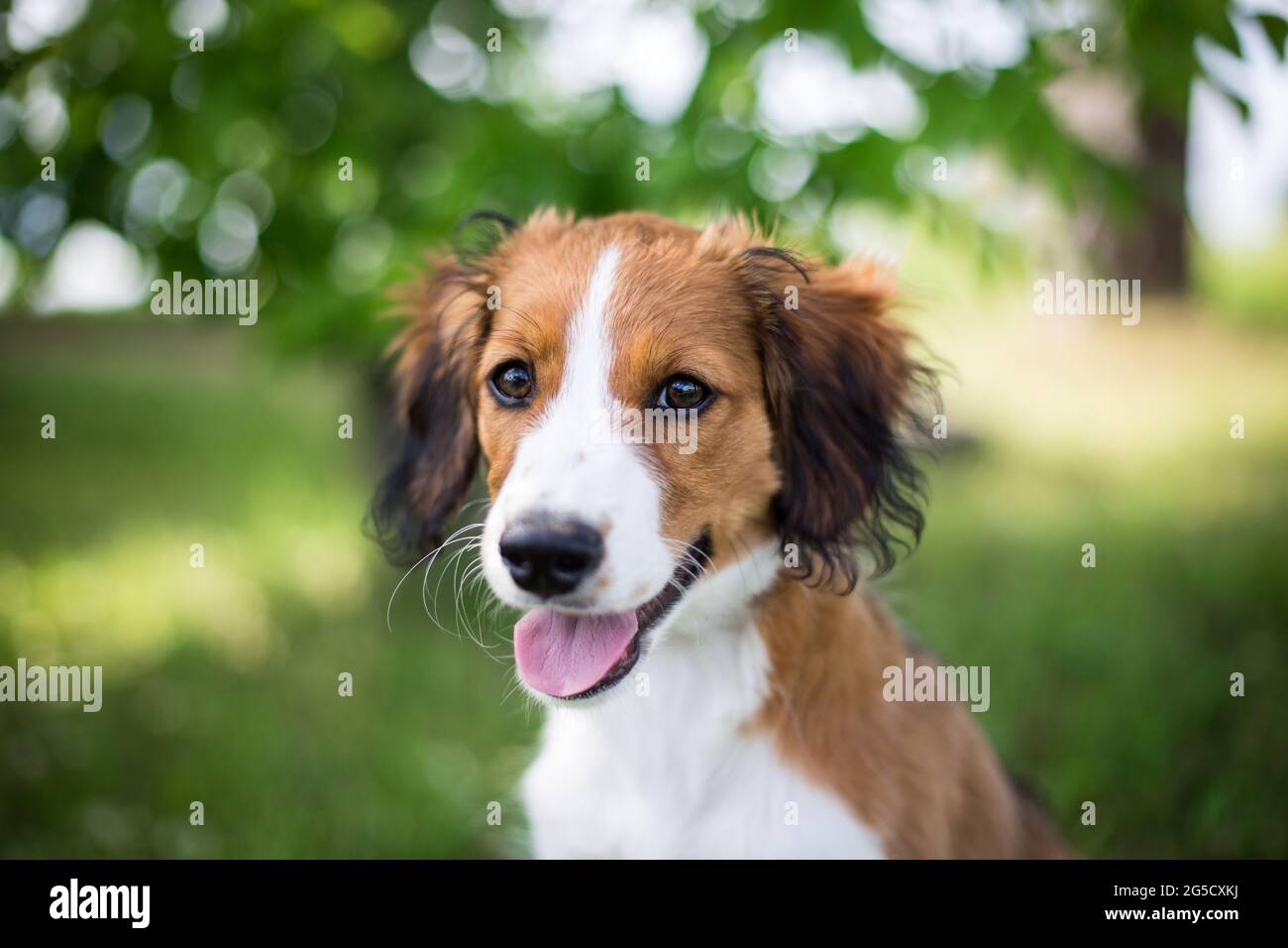 Nederlandse Kooikerhondje puppy Stock Photo