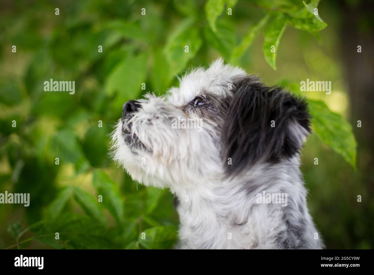 Mixed-breed dog Stock Photo