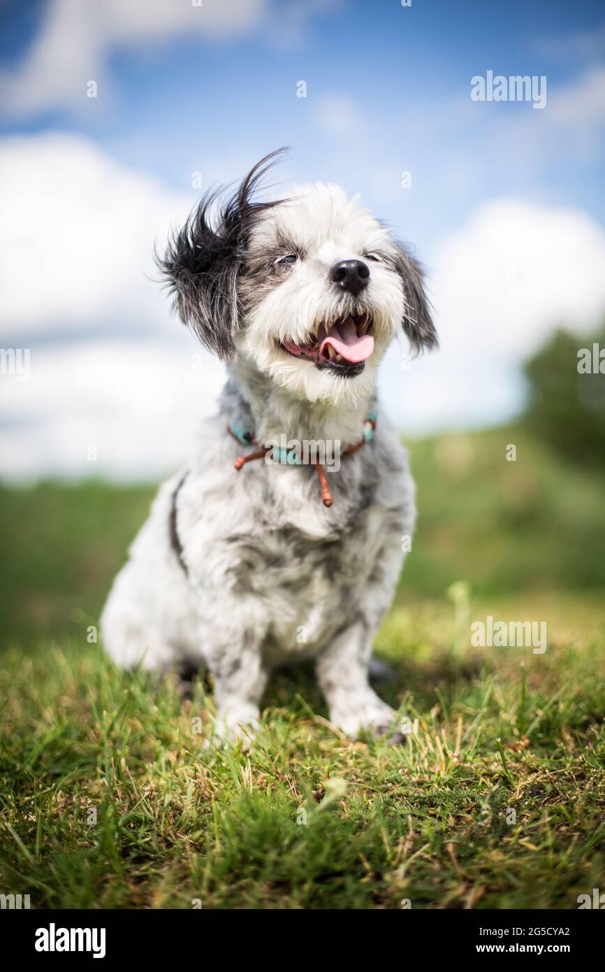 Mixed-breed dog Stock Photo