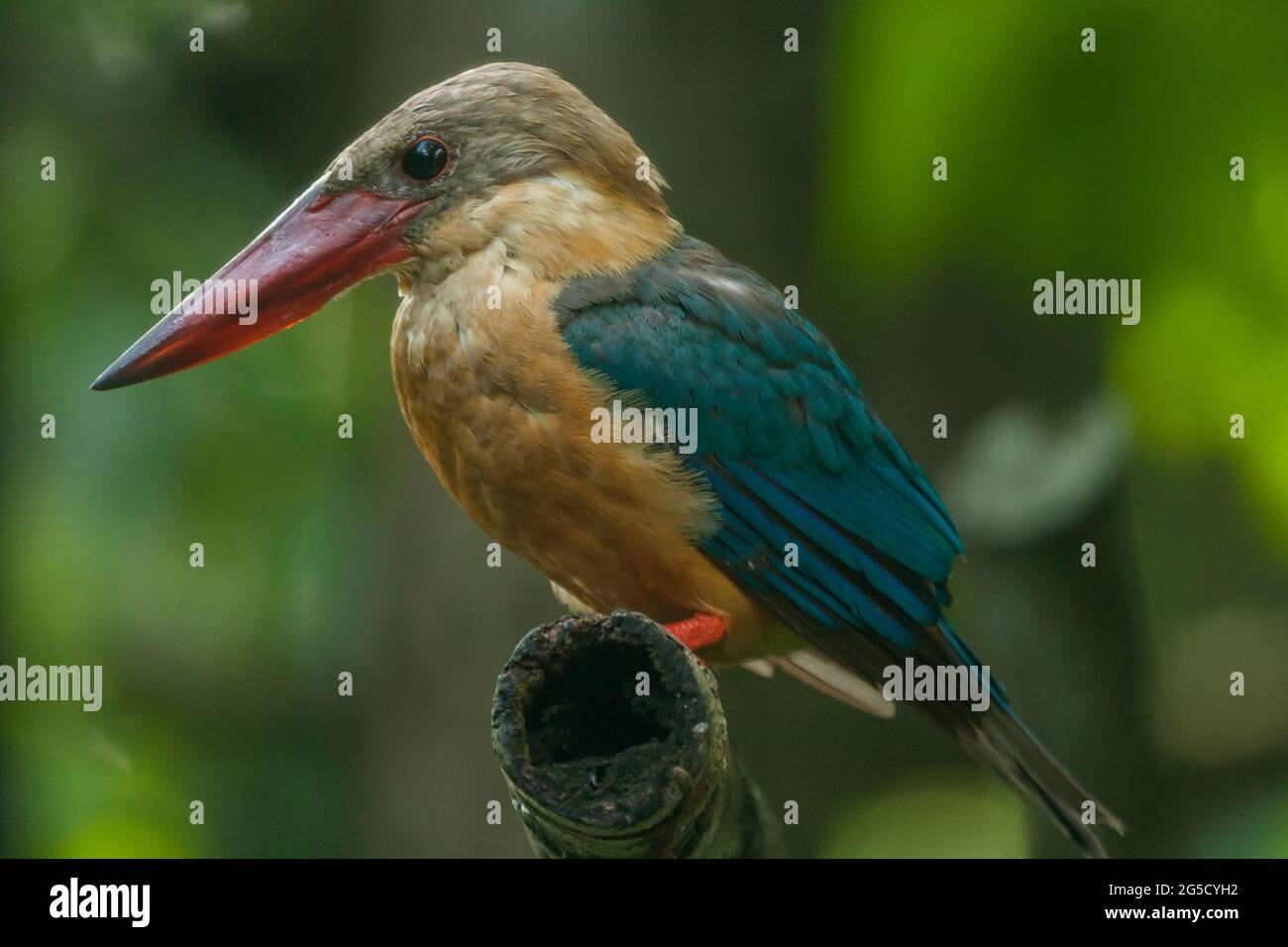 Stork-billed Kingfisher (Pelargopsis capensis) with large scarlet bill found predominantly in south asia and the Indian sub-continent. Stock Photo