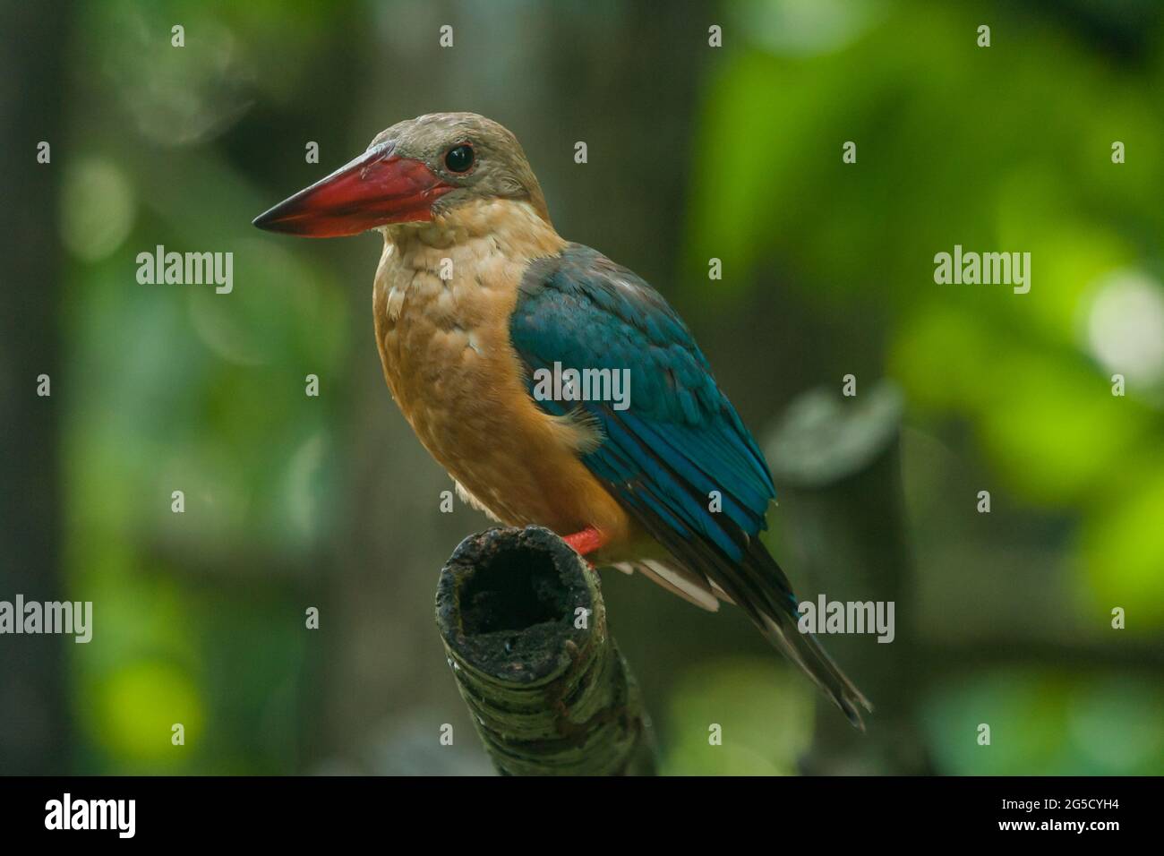 Stork-billed Kingfisher (Pelargopsis capensis) with large scarlet bill found predominantly in south asia and the Indian sub-continent. Stock Photo